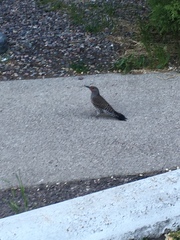 Colaptes auratus cafer