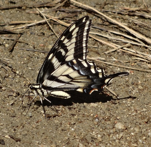 iNaturalist observation photo of Pale Swallowtail