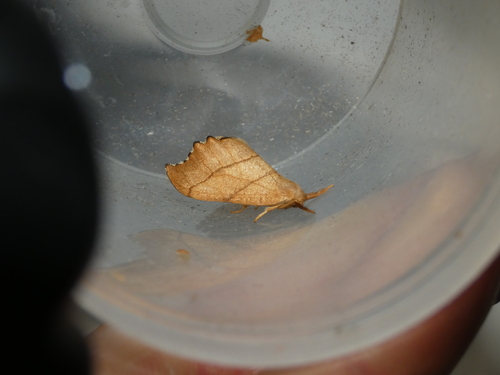 Falcaria lacertinaria