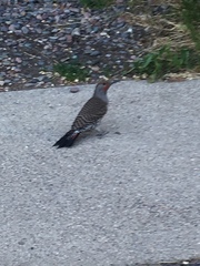 Colaptes auratus cafer