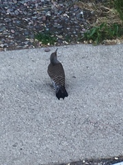 Colaptes auratus cafer