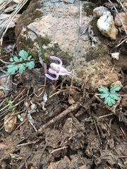 Dicentra uniflora