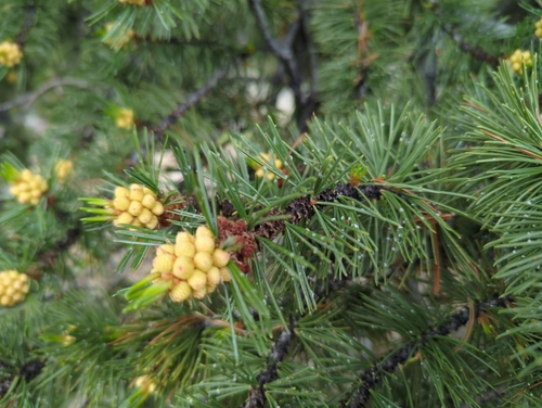 Image of Pinus aristata by (c) Tom Field, some rights reserved (CC BY)