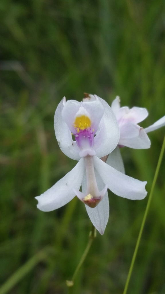 Calopogon pallidus