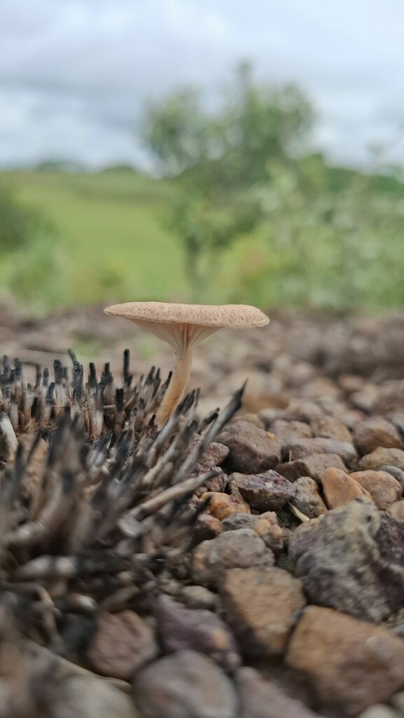 Panus strigellus · July 2024 · photo: © arturalves (iNaturalist, cc-by)