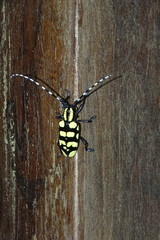 Anoplophora horsfieldii