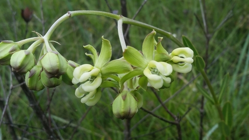 Largeflower Milkweed