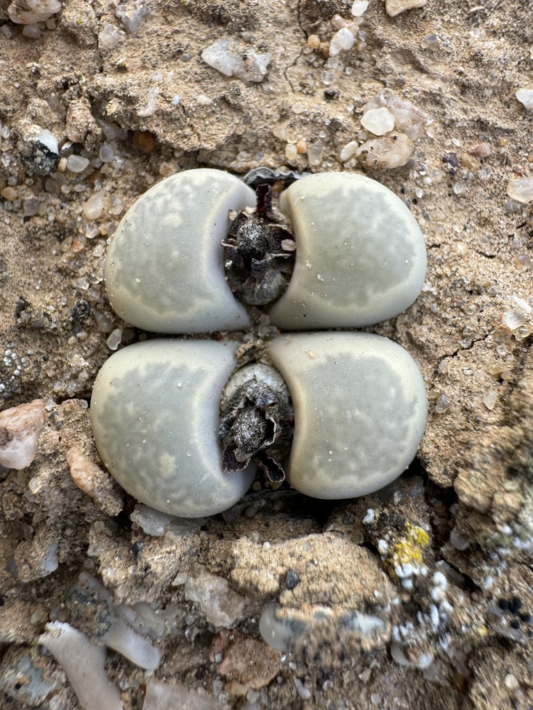 Living stones