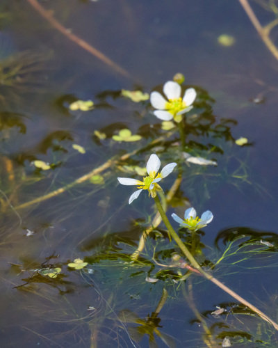 Ranunculus longirostris Godr.