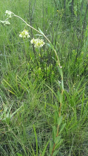 Image of Largeflower Milkweed (Asclepias connivens) by (c) Jay Horn, some rights reserved (CC BY)