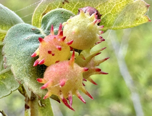 Spiny Leaf Gall Wasp photo 6