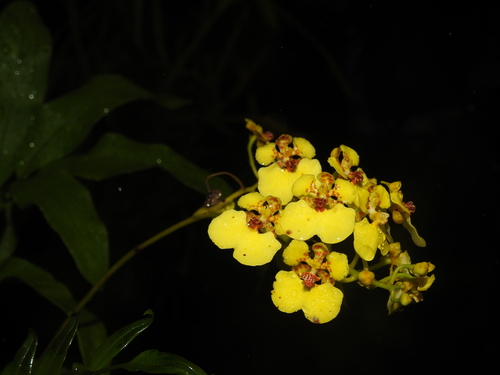 Rossioglossum ampliatum, 2024-04-06