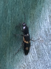 Selatosomus suckleyi