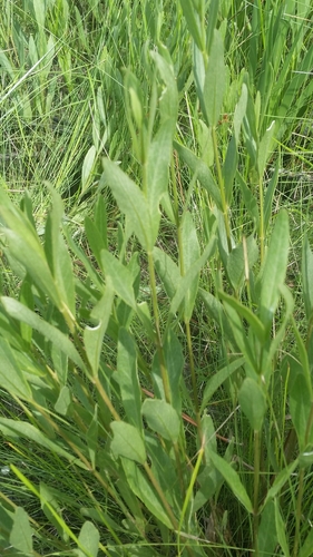 Image of Verbesina chapmanii by (c) Jay Horn, some rights reserved (CC BY)