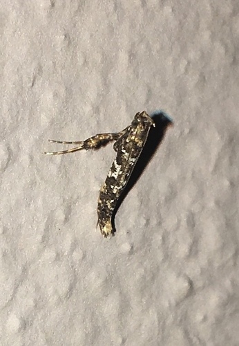 Cherry Leafroller Moth photo 3