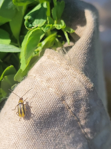 Western Corn Rootworm photo 6