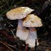 Cortinarius coelopus - Photo (c) Paul George, some rights reserved (CC BY-NC-SA), uploaded by Paul George