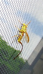 Toxotrypana curvicauda