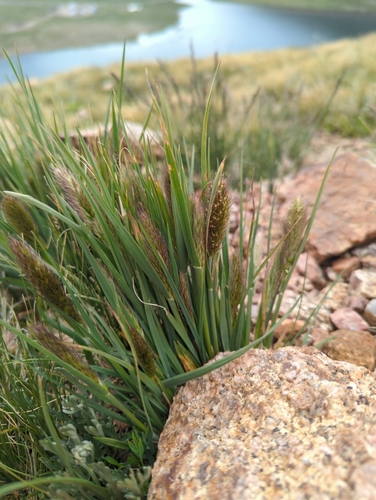 Koeleria spicata, photograph 4