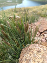 Koeleria spicata, photograph Tom Field, CC BY, iNaturalist via GBIF