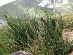 Koeleria spicata, photograph Tom Field, CC BY, iNaturalist via GBIF
