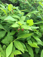 Vaccinium erythrocarpum