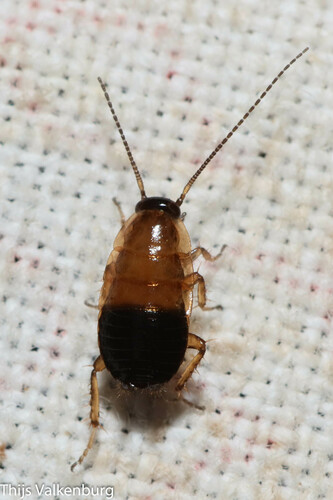 Forest Cockroach, Doorwerth, Netherlands, photo 6 of 10