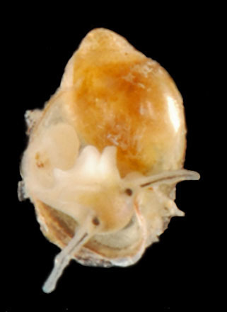 Tadpole Physa