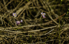 Utricularia resupinata