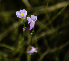 Utricularia resupinata