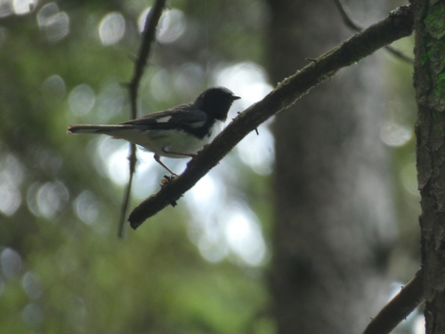 Northern Black-throated Blue Warbler