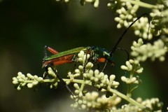 Plinthocoelium suaveolens