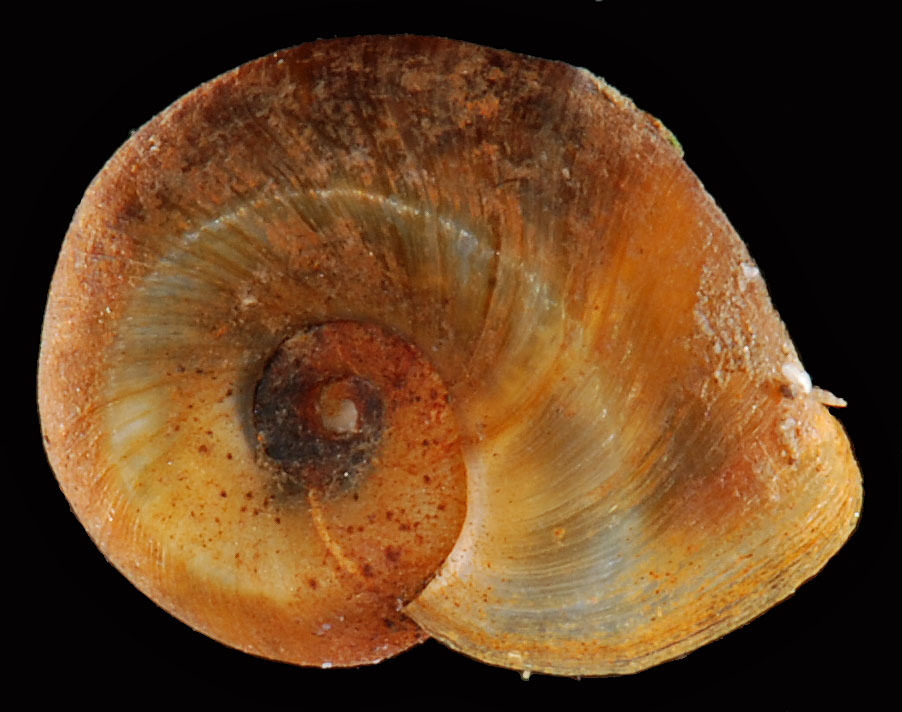 Two-ridge Ramshorn