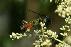 Plinthocoelium suaveolens