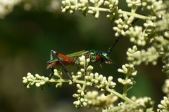 Plinthocoelium suaveolens