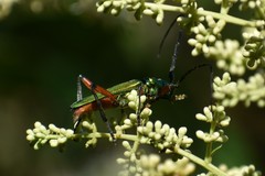 Plinthocoelium suaveolens