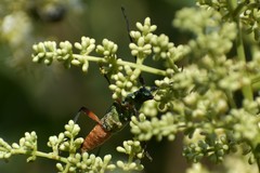 Plinthocoelium suaveolens