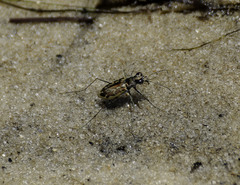 Ellipsoptera hamata