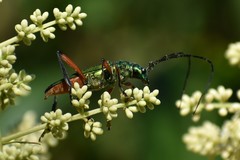 Plinthocoelium suaveolens