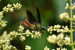 Plinthocoelium suaveolens