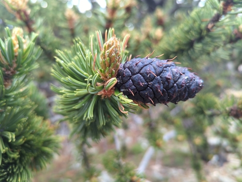Image of Pinus aristata by (c) Tom Field, some rights reserved (CC BY)