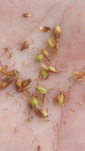 Image of Rhynchospora baldwinii by (c) Jay Horn, some rights reserved (CC BY)