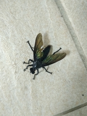 Microstylum oberthurii