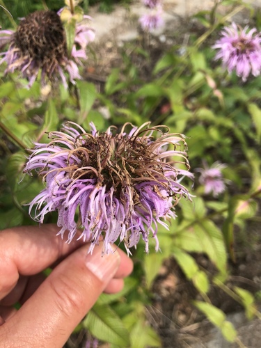 Wild Bergamot
