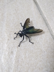 Microstylum oberthurii