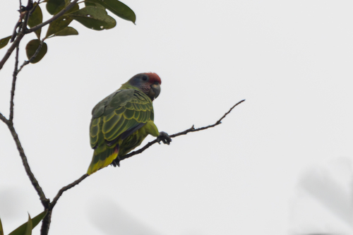 Red-tailed Amazon (Amazona brasiliensis)