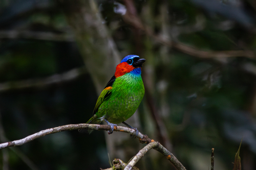 Red-necked Tanager