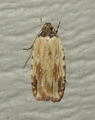 Agonopterix atrodorsella