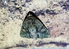 Phosphila miselioides