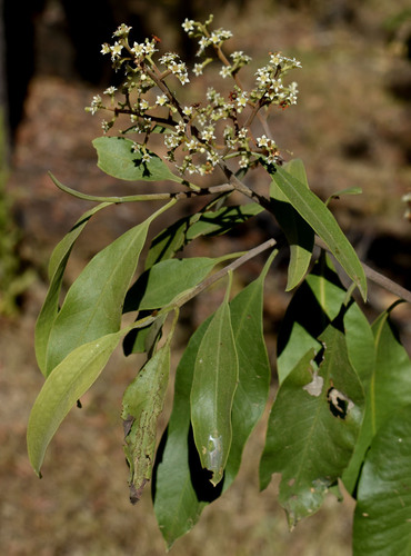 Geijera salicifolia Schott